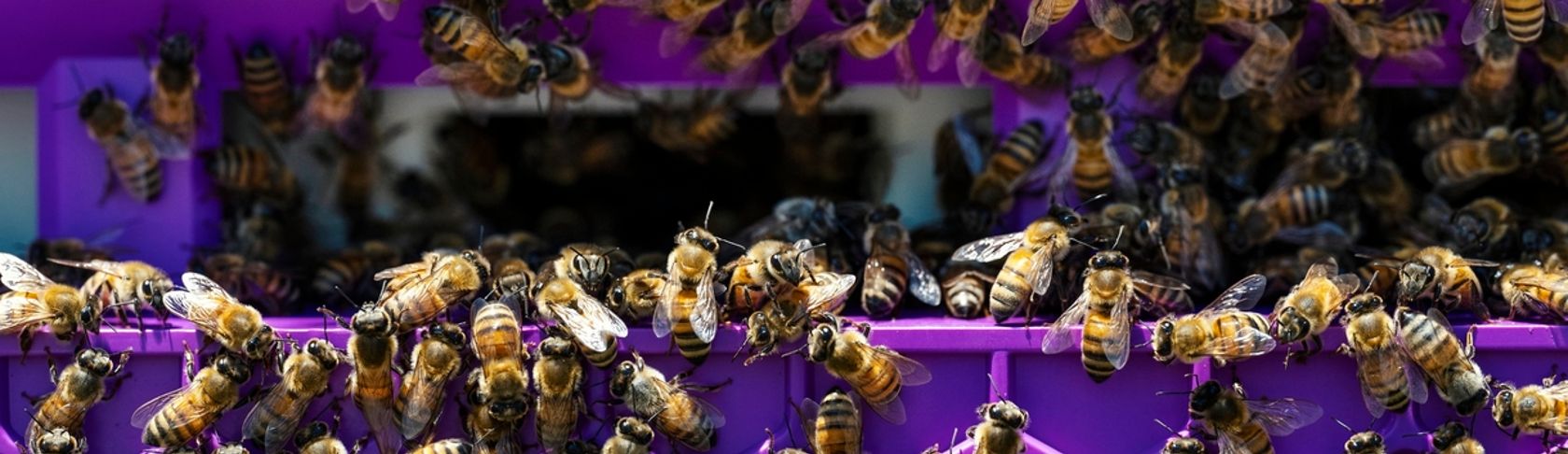 Fame zero e corretta nutrizione: l'importanza delle api